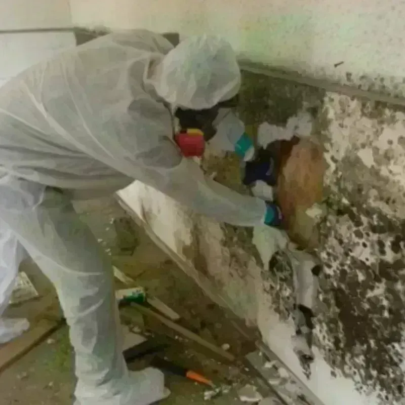 Mold Remediation and Removal in Bartolo, PR